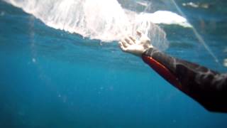 Giant Pyrosome pyrosoma Tenerife El Tablado [upl. by Schafer956]