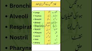 Explore Respiratory System Vocabulary  Learn Key Medical Terms [upl. by Aikal]