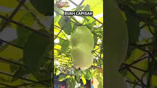 BUAH ERBIS MARKISA JUMBO ATAU BUAH LAPISAH BENTUKNYA ANEH BANGET [upl. by Semele360]