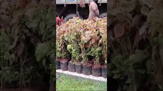 Pink amp Greenish colour Most attractive Croton🪴🪴🎍 plantsyoutubeshorts viralvideo [upl. by Adlare419]