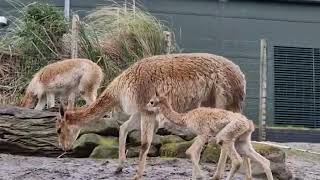 Vicuña geboren in Diergaarde Blijdorp Rotterdam [upl. by Paryavi790]