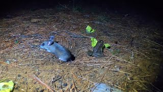 The Mouse and the Frog  Videos for Pets and People  Sept 23 2022 [upl. by Odirfliw146]