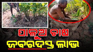 ପାଳୁଅ ଚାଷ  Palua chasa in odisha  Arrowroot Tree farming in odisha  Mo Farming [upl. by Llenram]