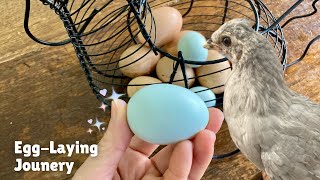 Filming Our Hen Lay Blue Eggs I Araucana Lavender Chicken [upl. by Deeann124]