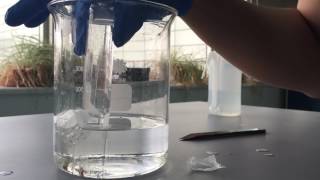 Magnesium and Hydrochloric Acid Lab [upl. by Idyh]