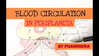 Blood circulatory system in cockroach  NEET [upl. by Elenaj]