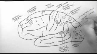 Brain Anatomy 2  Functional Cortical Anatomy Lateral Surface [upl. by Aicercal461]