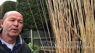 HOW TO Cut back Calamagrostis [upl. by Annayr]