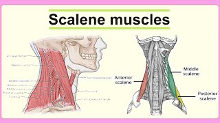 scalene muscles [upl. by Yrgoerg]