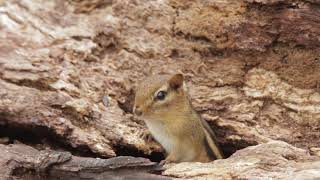 🎶 Alvin and The Chipmunks The Christmas Song [upl. by Seel]