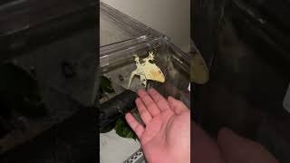 Does your crested gecko do this crestedgecko pets reptiles foryou fyp [upl. by Osithe]