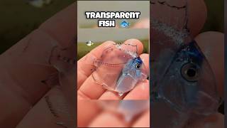 transparent animals you wont believe exist youtubeshorts shortsfeed shortsvideo facts [upl. by Marc738]