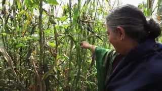 A Z Agroecology amp Organic Food Systems [upl. by Cecil]