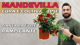 MANDEVILLA pianta RAMPICANTE e da FIORE cura e coltivazione [upl. by Ylen]