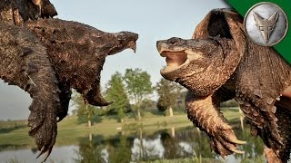 Alligator Snapping Turtle vs Common Snapping Turtle [upl. by Calypso913]