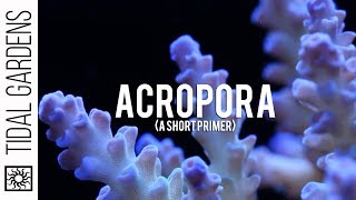 Some thoughts on Acropora Staghorn Corals [upl. by Nnaeirelav]