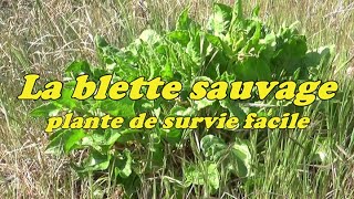 LA BLETTE SAUVAGE plante de survie facile [upl. by Speroni]