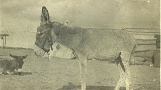 A Gallipoli Donkey Named Murphy [upl. by Tillie679]