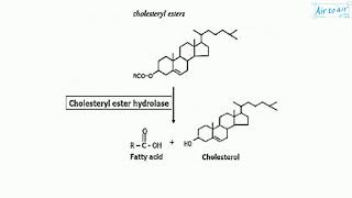 cholesteryl ester [upl. by Danais692]