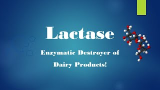 Lactase Enzyme [upl. by Demy]