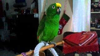 Sunny the Amazon Parrot Sings Opera [upl. by Ardene]