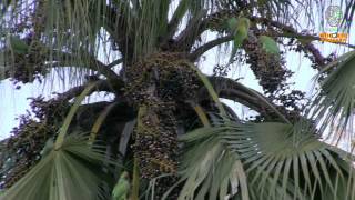 NATURA PAPPAGALLI Verdi Orto Botanico di Napoli [upl. by Eugor]