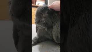 Petting my French Lop Ear Bunny bunny rabbit cuteanimals cute [upl. by Balfour]