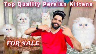 Persian Cats For Sale  Cats For Sale  Triple Coat Persian kittens  Persian cat price in india [upl. by Ambler]