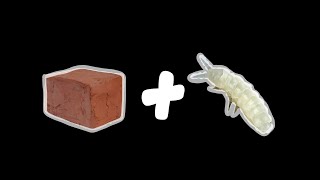 Clay springtail colonies How it’s made [upl. by Natehc]