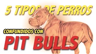 Las 5 razas de perros confundidas con Pit Bulls [upl. by Rosecan]