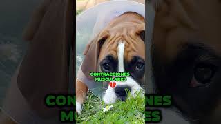 Plantas Peligrosas Para Perros Parte 2 shorts perros plantas [upl. by Mcgee]