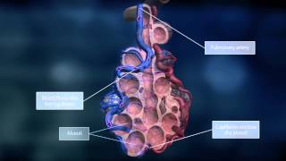 The Lungs and the Pulmonary Circuit [upl. by Akemeuwkuhc]