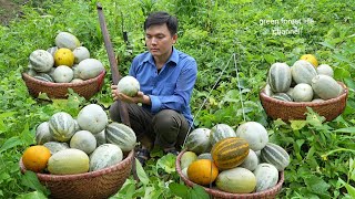 The latest melon crop of 2024 gave me a big harvest Robert  Green forest life [upl. by Alyar]