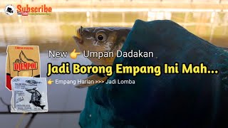 Umpan Ikan Mas Dadakan Djempol Amis Special  Langsung Test [upl. by Onek]