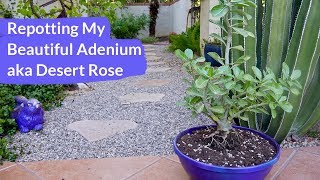 Repotting My Adenium aka Desert Rose  Joy Us Garden [upl. by Galloway]