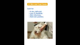 Spotting Hypothyroidism in Dogs [upl. by Selrhc]