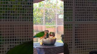 Yellow Sided Conures 😍 Enjoying thier Meal ❤ Birds of Petslot [upl. by Amberly]