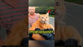 Biker Rescue Animal Cat From Highway 💔 shorts [upl. by Yrrap]