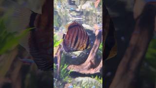 Heckel Turquoise Discus Fish ❤️ shorts shortvideo shirtsfeed reels travel [upl. by Tija]