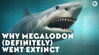 Why Megalodon Definitely Went Extinct [upl. by Penthea]