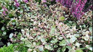 Muehlenbeckia complexa Pink Camouflage [upl. by Hussey]