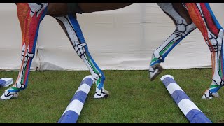 Horse Anatomy  Lower Leg Tendons and Ligaments Jumping [upl. by Nimajeb]