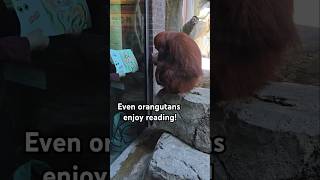 Can orangutans enjoy reading [upl. by Mharba]