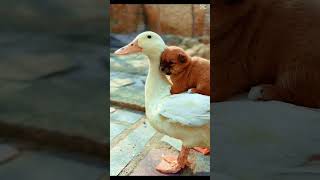 Lost Puppy Finds a Mother in a Duck [upl. by Charline893]