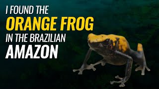 I found the Orange Frog in the Brazilian Amazon [upl. by Liuka714]