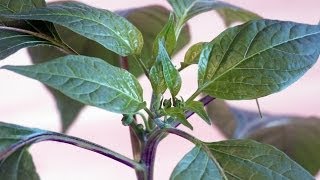 Growing Shishito Chili  Flowers and Pruning [upl. by Janetta422]