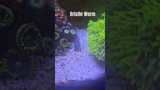 bristle worm coming out to play bristleworm aquarium coraltank zoanthids reef [upl. by Joelle149]