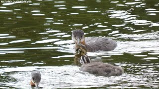 Grebes feeding crayfish and other fish to chicks [upl. by Gwen]