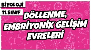 11 Sınıf Biyoloji  Döllenme  Embriyonik Gelişim Evreleri  2022 [upl. by Aicinet]