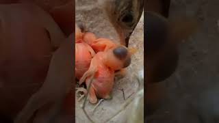 Zitting cisticola bird babies P 2 shorts [upl. by Esbensen]